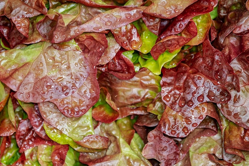Food Gathering Image